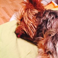 Lori D (@beefl) Twitter profile photo
