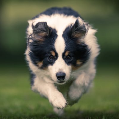 Book a shoot and let your pet get the supermodel treatment. Shoots across Merseyside and Lancashire by @andy_barton