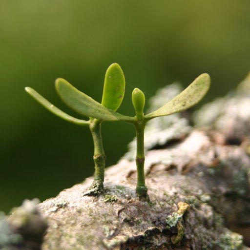 Grow Mistletoe is the new twitter page of the English Mistletoe Shop, an established small business specialising in mistletoe grow-kits, books and cards.