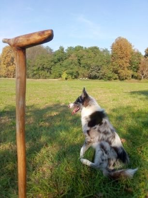 ErosFolli's profile picture. Meticolosamente addestrato l’uomo può diventare il miglior amico del cane.
(Corey Ford)