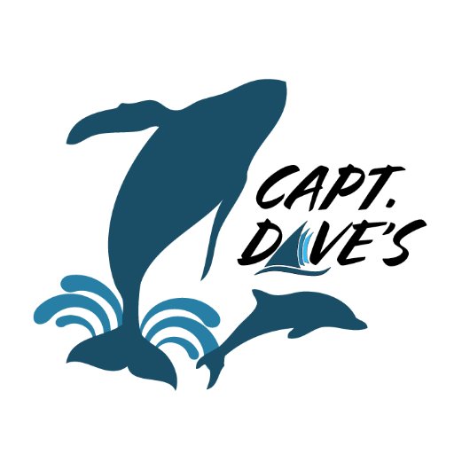 #CaptDaves provides the world's most unforgettable, eco-friendly experiences that connect you with dolphins🐬 & whales🐳 in life-changing ways.