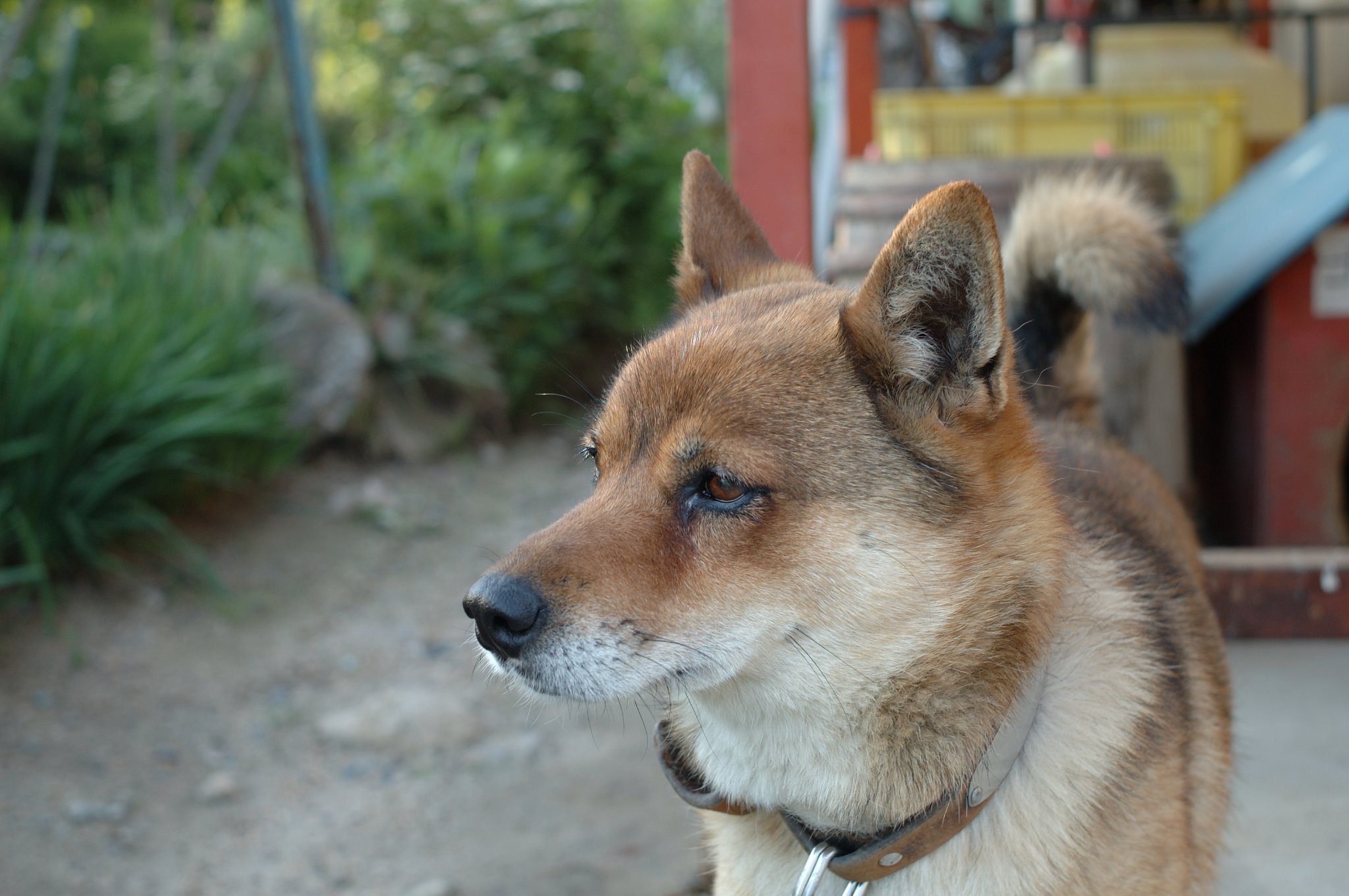 k2icns's profile picture. グラブルわん！