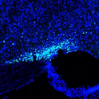 Luping yin (@yinluping662) 's Twitter Profile