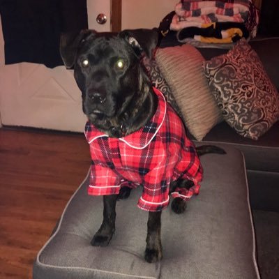 HenloWalter's profile picture. just a loon boi doin hims best