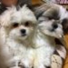 funwari_momoch's profile picture. シーズー(8歳)とビション・ペキニーズのいいとこどりミックス(7歳)親バカ。i-smartに住んで6年。家のことやお料理。キャンプはキャンカーで。北海道に住むおばちゃん(^-^)遊ぶことは心を豊かにする💖