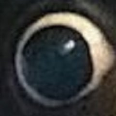 DidouLapin's profile picture. salut les loulous