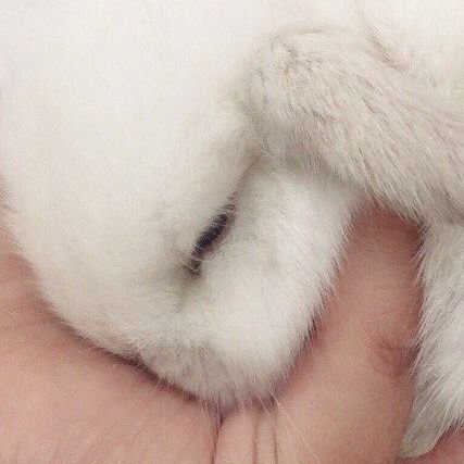 잡페서