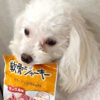マルプーのぴっぴ(@happy_pippiness) 's Twitter Profile Photo