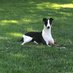 DevoWhippetGood (@devowhippetdog) Twitter profile photo DevoWhippetGood (@devowhippetdog) Twitter profile photo