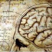 BRAIN Lab at University of Montana (@brainlab_mt) 's Twitter Profile