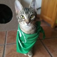 Jesi (@jesiformoso) 's Twitter Profile