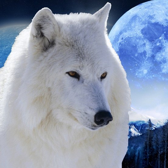 jrogj's profile picture. The bird who has eaten cannot fly with the bird that is hungry.