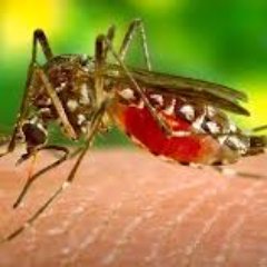 Welcome to the West Nile Virus KT campaign twitter page! #ShooFly #WestNileVirus 

National West Nile Virus day is December 3rd, lets get talking about WNV!! 🦟