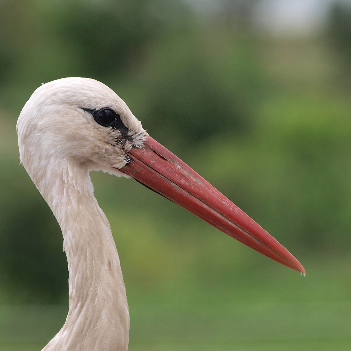 White Stork Watching