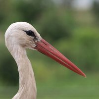 White Stork Watching(@WStorkWatching) 's Twitter Profile Photo