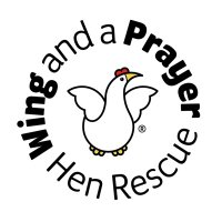 WAAP Hen Rescue(@WAAPHenRescue) 's Twitter Profile Photo
