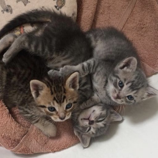 The #RogueKittens from @LicenseToMeow: Gold Leader, General Merrick, and Admiral Raddus. #RebelScum #CatsOfTwitter
