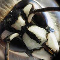 Hymenoptera_pics(@HymenopteraP) 's Twitter Profile Photo