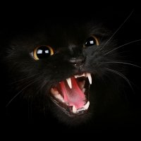 Kotołak (Werecat) (@lenkakotolak) 's Twitter Profile