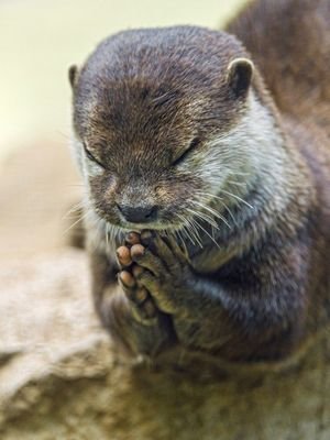 OMG_Otters's profile picture. Otters Otters Otters Otters Otters