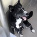 RivCO animalSERVICES (@helpinrivcopets) Twitter profile photo RivCO animalSERVICES (@helpinrivcopets) Twitter profile photo