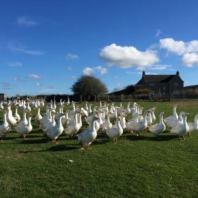 Cotswold family farm selling Free Range Geese, Turkeys & Glos Old Spot sausages🦃 Mainly photos & news from the farm!