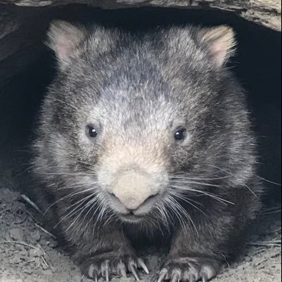 To protect, support and rescue wombats through education, advocacy and in-field services