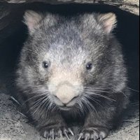Wombat Rescue (@wombat_rescue) 's Twitter Profile