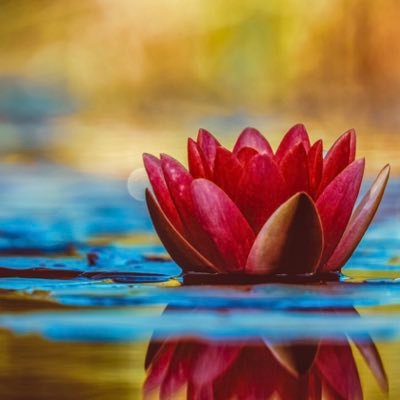 J1InwbqoI7HfV1C's profile picture. 泥の中に咲くハスの花のように美しい(自称)元風俗嬢。業界14年で卒業しました。目的もなくだらだらだらだら風俗嬢のクソ垢。猫飼い。ニッチな趣味の本垢で見てるだけだったけど我慢できなくて仕事のつぶやき用に作りました♡