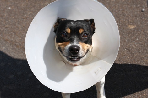 Articles and tips about Pet Spaying and caring for your pets.