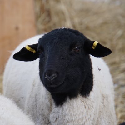 We raise grass-fed and finished lamb as well as Registered Dorper breeding stock. We raise our sheep ethically and as natural as possible. #bcgrassfedlamb