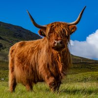 Scottish Photography Experience(@ScottishFotoExp) 's Twitter Profile Photo