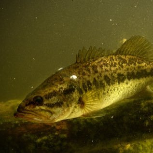 masa95028524's profile picture. めっちゃバス釣りしてるよー                       オレはシマノはやー（マーゴ以外）