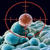 CMLStemCell (@vetrielab) 's Twitter Profile