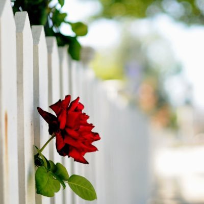 fahad055591's profile picture. 