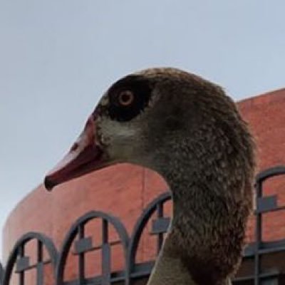 Western Canadian Weasel Goose