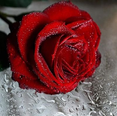 HanyHefny5's profile picture. اعزب