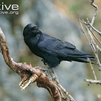 Corvus corax ホタル (@corvuscorax81) 's Twitter Profile