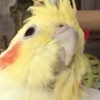 cattmarras's profile picture. 