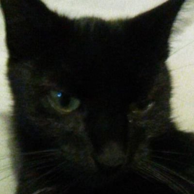 kingcat254's profile picture. I'm a fan of bully thanks to swegta and theNathanNs if not I would have a old dusty never played copy of bully thank you