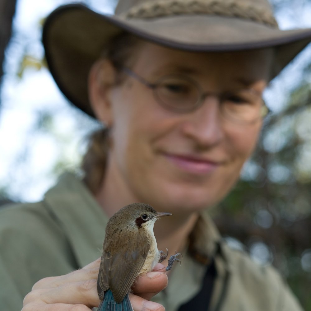 PhD, behaviour, ecology, evolution & conservation,  #Fairywrens, #longtermstudies, AE #ProcB, She/Her/Mum