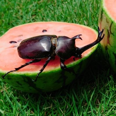 4049noukanoyome's profile picture. 👴👵👨👩家族とパートさん7人で 🍉🍅🌾農業をしています。栽培日誌や収穫の様子を📷UP 農家の嫁ならではの愚痴もたまにね😅 お近くの方には直売も致します。どうぞよろしく〜#スイカ#トマト#産直