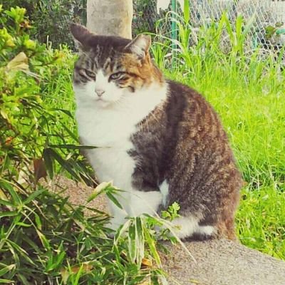 CarbodietWork's profile picture. 猫好き父さんがテレビドラマや映画、ダイエットについて気ままに書いています。朝ドラ、仮面ライダー、刑事ドラマ、医療系ドラマとディズニー映画が多いです。ダイエットは糖質制限を基本としてます。クイーンの大ファンです！