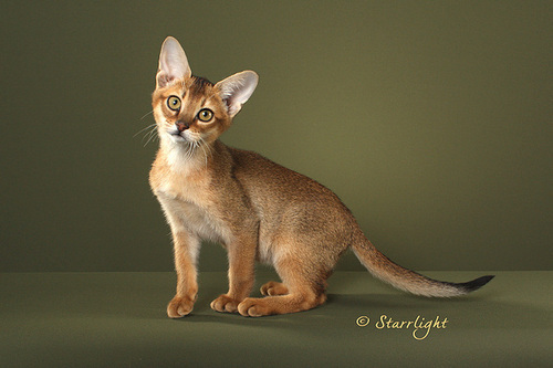 TasurtChausies's profile picture. 