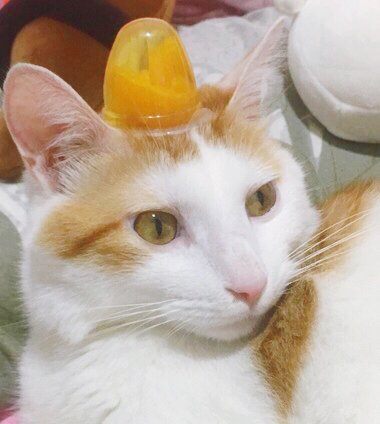 梵夜さんのプロフィール画像