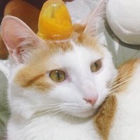 梵夜 (@fan_ye1115) 's Twitter Profile