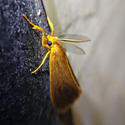 Insect photography
Macro photographer
Molecular biologist
Genetic Engineer