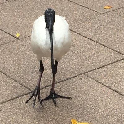 HronskyJane's profile picture. 