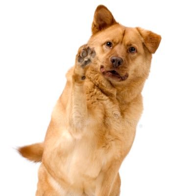 StolenTweetPup's profile picture. A good boy looking to expose bad tweets, tag me in any stolen tweets found on the TL and I’ll sniff em out...I mean bark