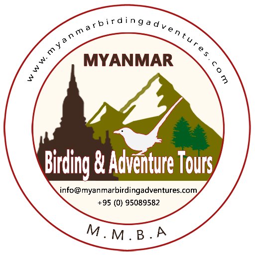 Myanmar Birding & Adventures is a local Tour Operator specializing in Birding & Adventure tours in Myanmar.